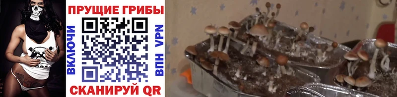 Псилоцибиновые грибы прущие грибы Старица